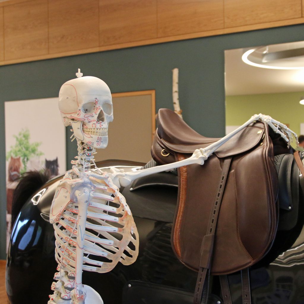 Onlinekurs Feldenkrais für Reiter