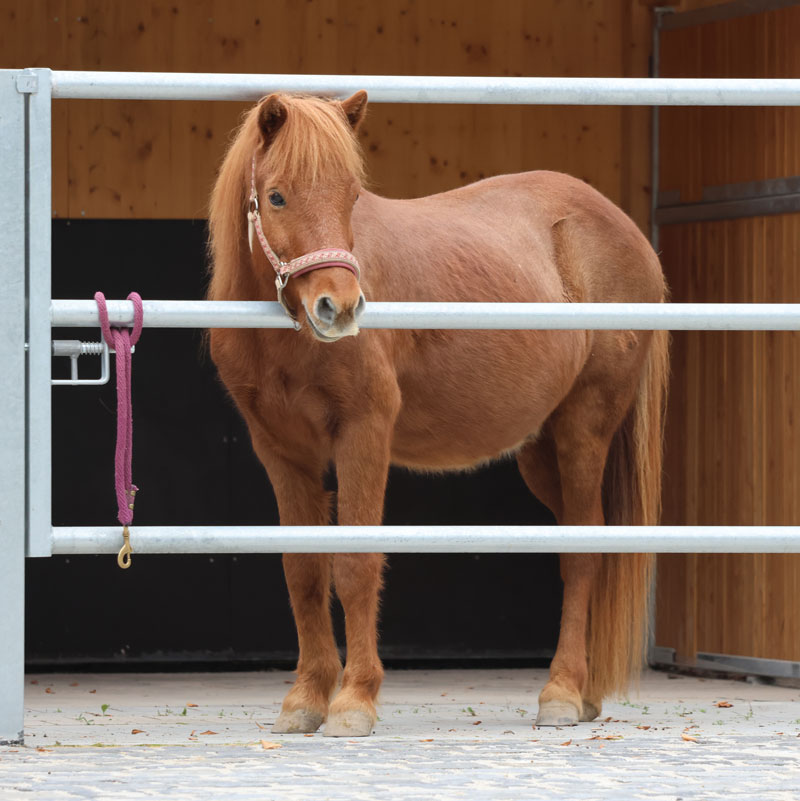 Roði im Gastpferdestall auf dem Aarhof