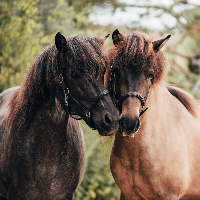 Islandpferde auf dem Aarhof